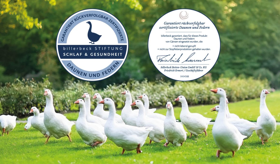 billerbeck Blog - Zertifizierte Daunen und Federn von Gänsen