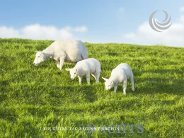 Schafschurwolle: Füllung für Bettdecke, Kissen und Topper