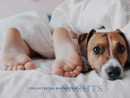 Hund oder Katze im Bett