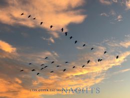 billerbeck_Schlaf-von-Tieren