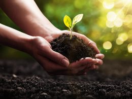 Zwei Hände halten fruchtbare Erde mit jungem Pflänzchen – Symbol für natürliche Kreisläufe, nachhaltige Landwirtschaft und umweltfreundliche Nutzung von Kuhmist als Dünger.