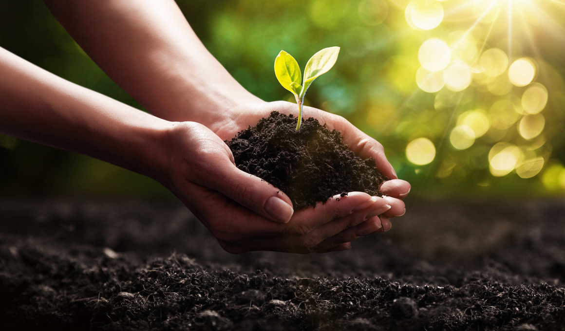 Zwei Hände halten fruchtbare Erde mit jungem Pflänzchen – Symbol für natürliche Kreisläufe, nachhaltige Landwirtschaft und umweltfreundliche Nutzung von Kuhmist als Dünger.