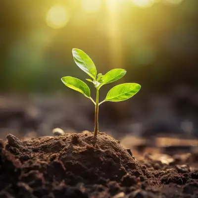 billerbeck_RE_Organic_Pflanze